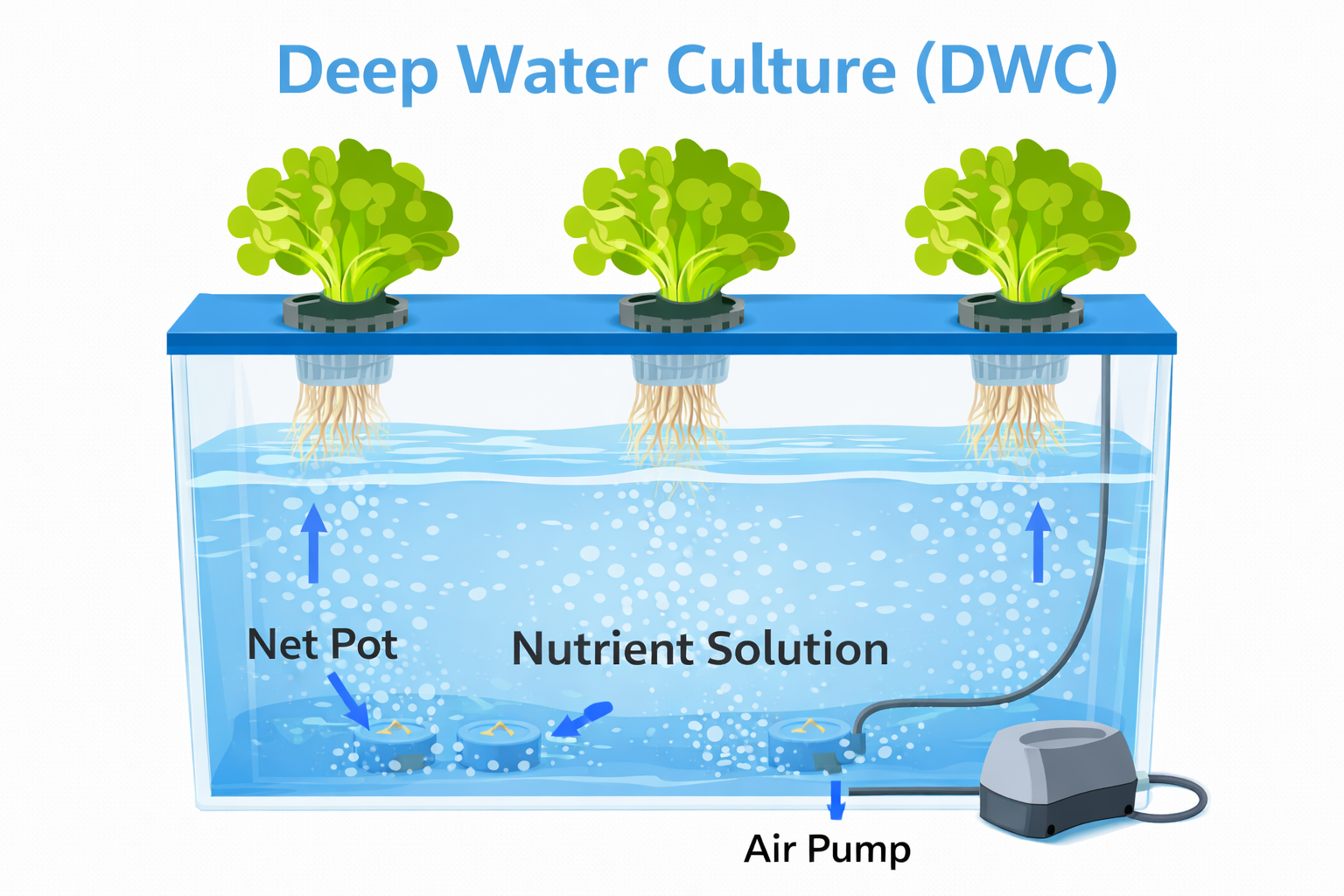 Working of Deep Water Culture (DWC) hydroponics method for beginners grow kit