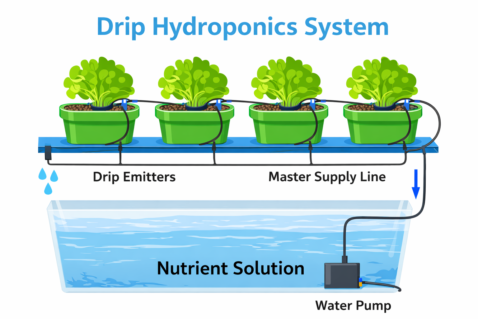 Working of Commercial drip hydroponic system setup for tomato and chili farming