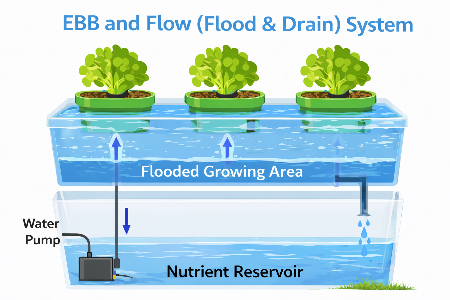 Working of Ebb and Flow flood and drain hydroponic system for fruiting plants