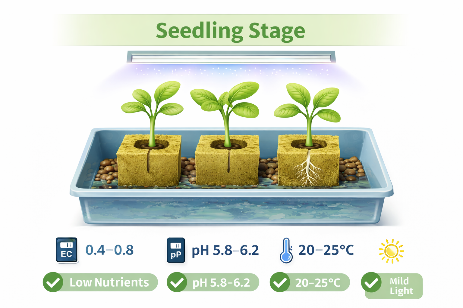 Hydroponic seedling stage with young lettuce plants in rockwool growing medium