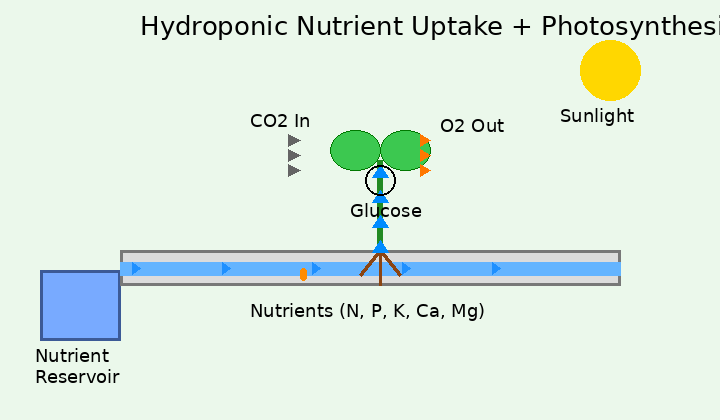 Animated diagram showing plant processes: sunlight drives photosynthesis while stomata allow CO₂ to enter, oxygen and water vapor to exit, and water moves from roots to leaves.